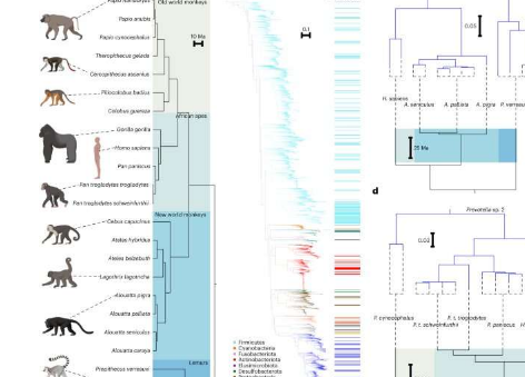 新研究发现人类已经失去了一半灵长类祖先的肠道细菌