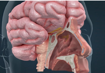 研究揭示帕金森病患者嗅觉丧失背后的生物学机制