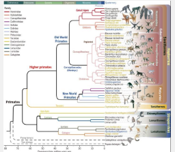 灵长类动物基因组计划解开灵长类动物进化的秘密