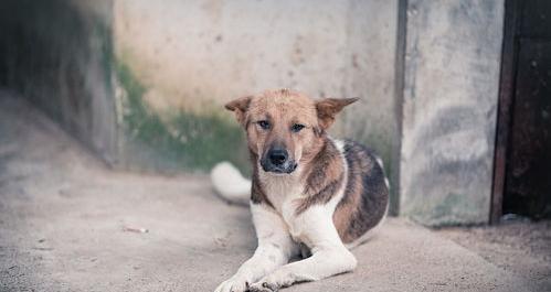 中华田园犬多少元一只？ 中华田园犬 价格