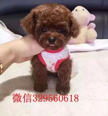 我想买茶杯犬。但不知道该去哪买？ 哪里可以买到茶杯犬