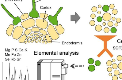 研究植物中元素分布和运输途径的新方法