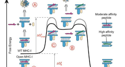 研究人员开发出可以大规模快速生产的通用MHC分子