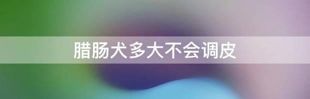 腊肠犬多大不会调皮 腊肠犬多大开始认主人