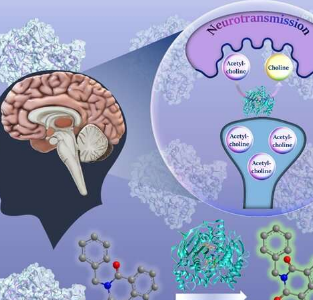 科学家创造荧光探针来检测与阿尔茨海默氏症早期相关的酶