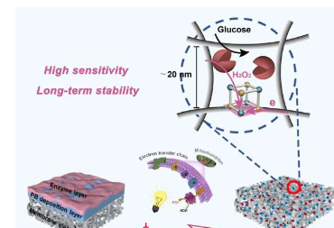 科学家开发出用于葡萄糖检测和监测的新型生物传感膜