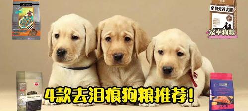 拉布拉多犬吃什么食物？ 拉布拉多犬吃什么