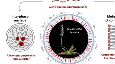 着丝粒可塑性和多样性研究人员确定了一种新型的着丝粒组织