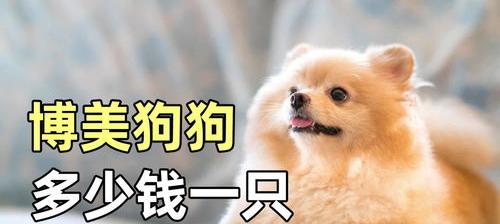 茶杯犬多少元一只？ 茶杯狗狗多少钱一只