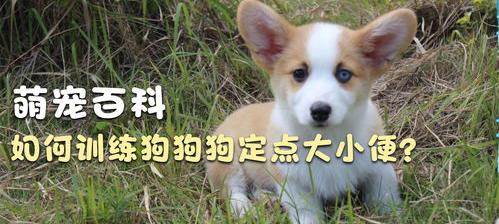 东德牧羊犬怎么训练大小便？ 怎样训练宠物狗拉大小便