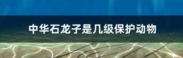 中华龙源是不是国家二级保护动物？ 中华石龙子是几级保护动物