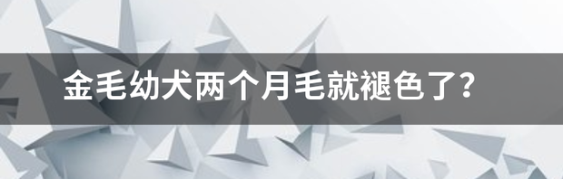 金毛2个月有多大？ 金毛幼犬两个月