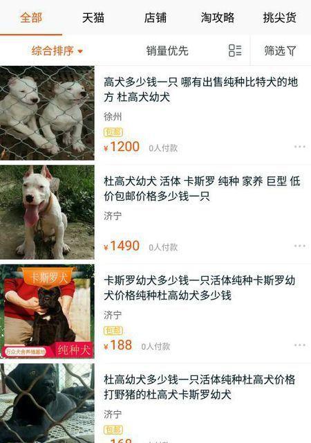 纯种杜高犬幼犬多少钱一只 杜高犬多少钱一只幼犬