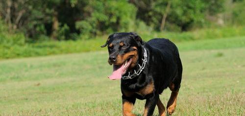 中国最好的罗威纳犬舍在哪 国内最好的罗威纳犬舍