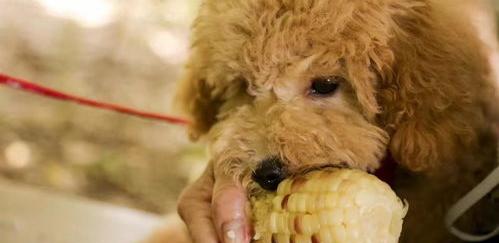 适合泰迪犬的狗粮哪个牌子好？ 泰迪吃什么牌子狗粮最好