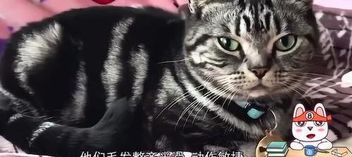 猫有哪些种类？ 猫种类大全