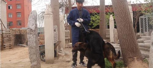 牧羊犬品种？ 中国牧羊犬品种