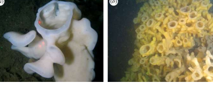 玻璃海绵基因组为生物矿化进化提供了见解