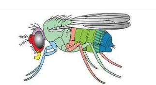 果蝇研究为神经元如何沟通提供了新的见解