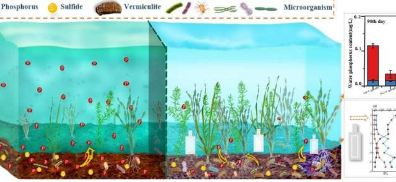 研究强调蛭石是修复富营养化湖泊的有效技术
