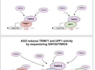 分子枢纽调节基因沉默蛋白