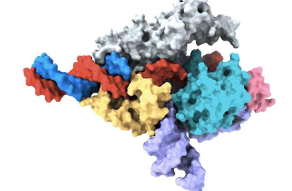 研究人员在动物体内发现了新的类似CRISPR的系统可以编辑人类基因组