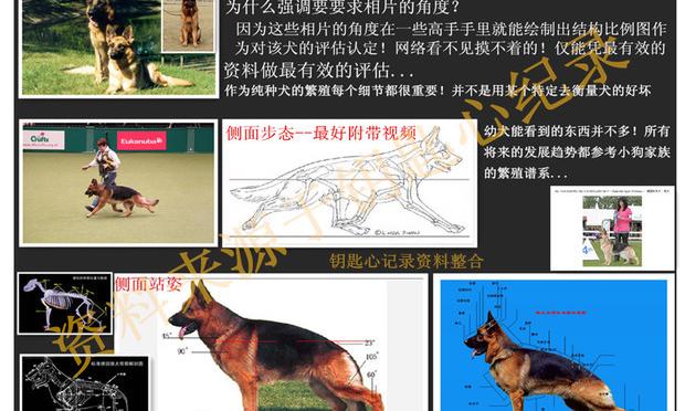 求教，平背德牧和弓背德牧到底长啥样？ 纯种弓背德牧犬