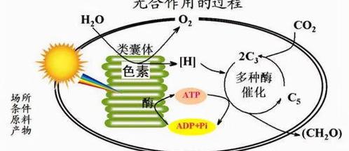 二氧化碳用途 二氧化碳用途是什么 二氧化碳有什么用途