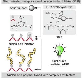 研究人员开发出一种新试剂和方法来创建DNA和RNA聚合物生物杂交体