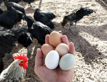 新研究发现家禽膳食能量与产蛋量之间存在脱节