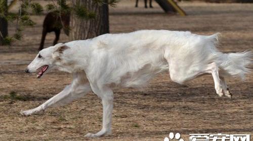 苏俄猎狼犬一般多少钱 价格是500到3500元