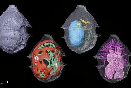 新的显微镜方法可以帮助更清晰地关注浮游生物样本