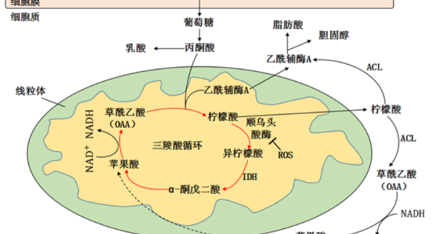 tca循环名词解释 丙酮酸脱氢酶系名词解释