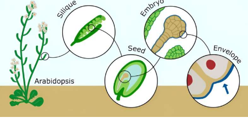 科学家在世界上研究最充分的植物中发现了新成分