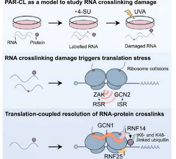 研究发现核糖体碰撞可激活RNA修复
