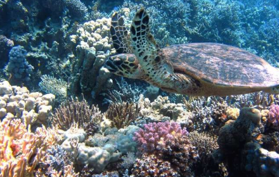 海洋生态学家表示气候变化的影响对海洋生态系统造成了多波打击