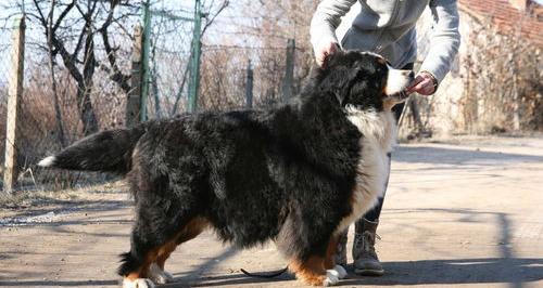 伯恩山犬怎样训练？ 伯恩山地犬