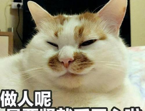 给小猫取名字大全 不易撞名的猫咪名字