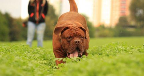 世界公认的两大猛犬——波尔多犬和普雷萨犬，在你心中谁更加凶猛呢？ 波尔多犬适合家庭养吗