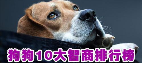 十大聪明犬排名 聪明犬排行榜