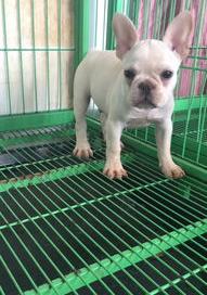 斗牛犬多少钱一只?斗牛犬价格？ 一只斗牛犬多少钱