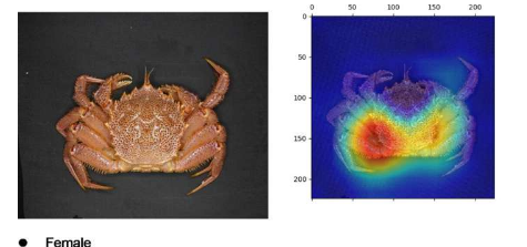 人工智能驱动的螃蟹性别识别彻底改变渔业管理和保护