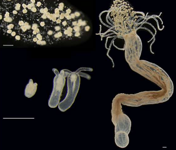 微生物组的发育细菌为其后代奠定基础