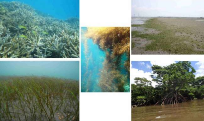 预测2100年浅海沿海生态系统的命运