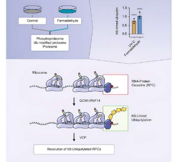 科学家发现了一种新的应激反应途径可修复由有毒醛引起的RNA-蛋白质交联