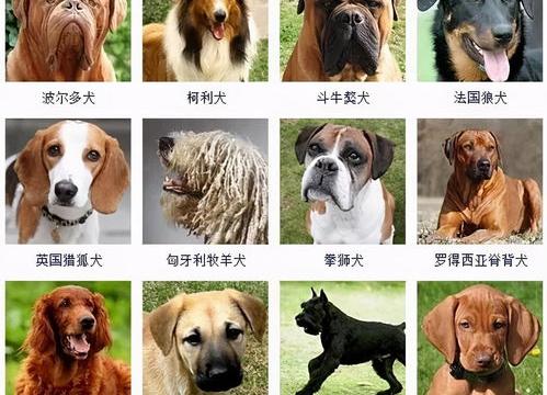 狗狗品种大全及名字 小狗品种大全名字