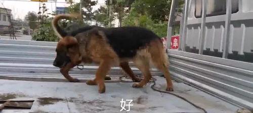 一般成年平背母德牧多少钱 平背德牧幼犬价格