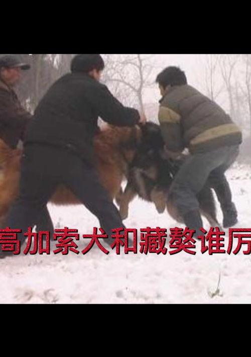 关于高加索犬和藏獒谁能打？ 高加索犬vs藏獒王