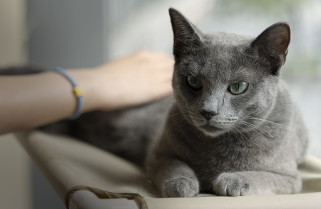 淘宝买宠物猫可靠吗 买宠物猫的网站