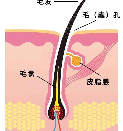 阴囊上长毛的毛囊白色凸起状 阴囊毛囊一粒粒凸起